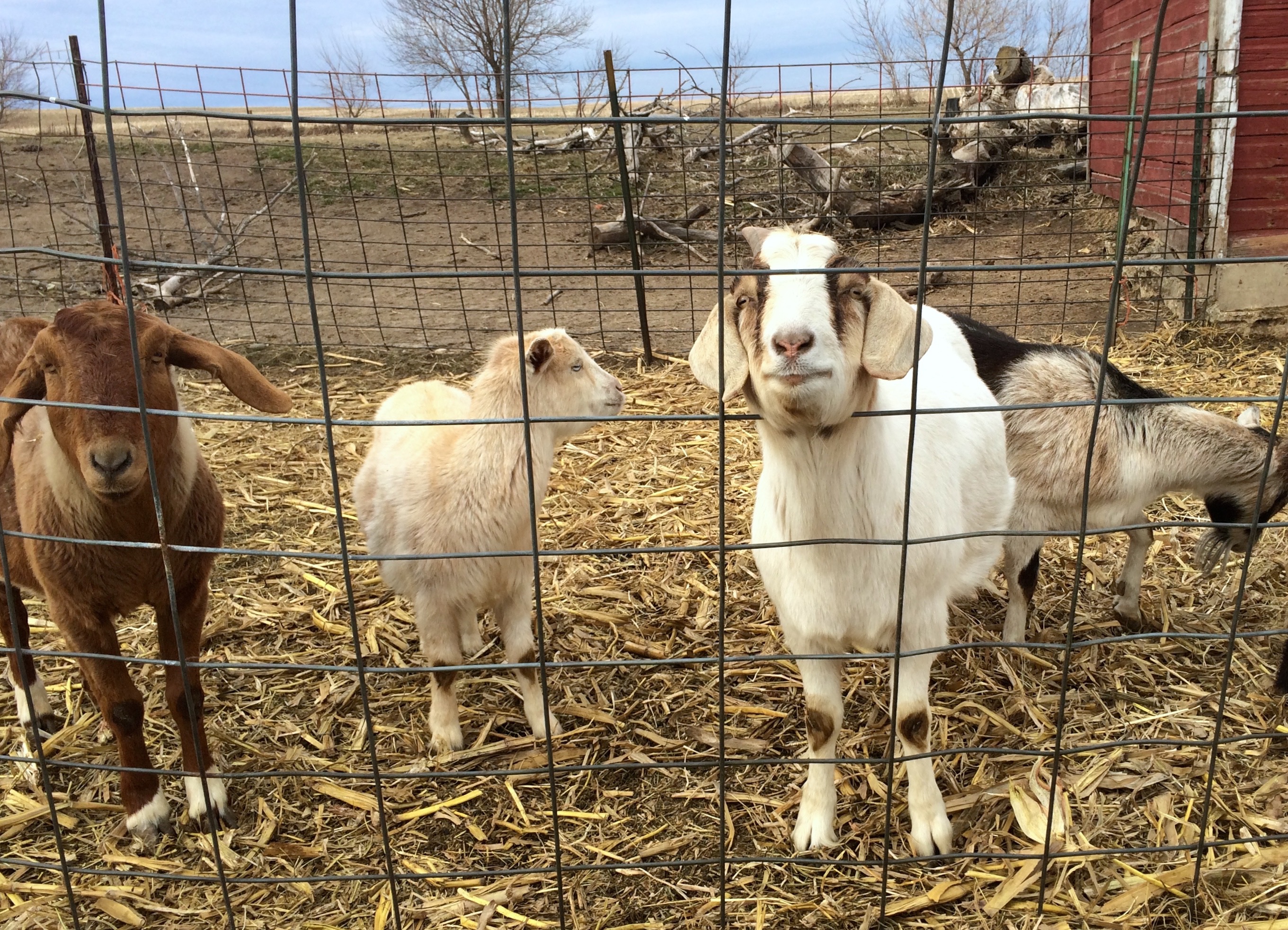 Goats on the Vosburg farm.