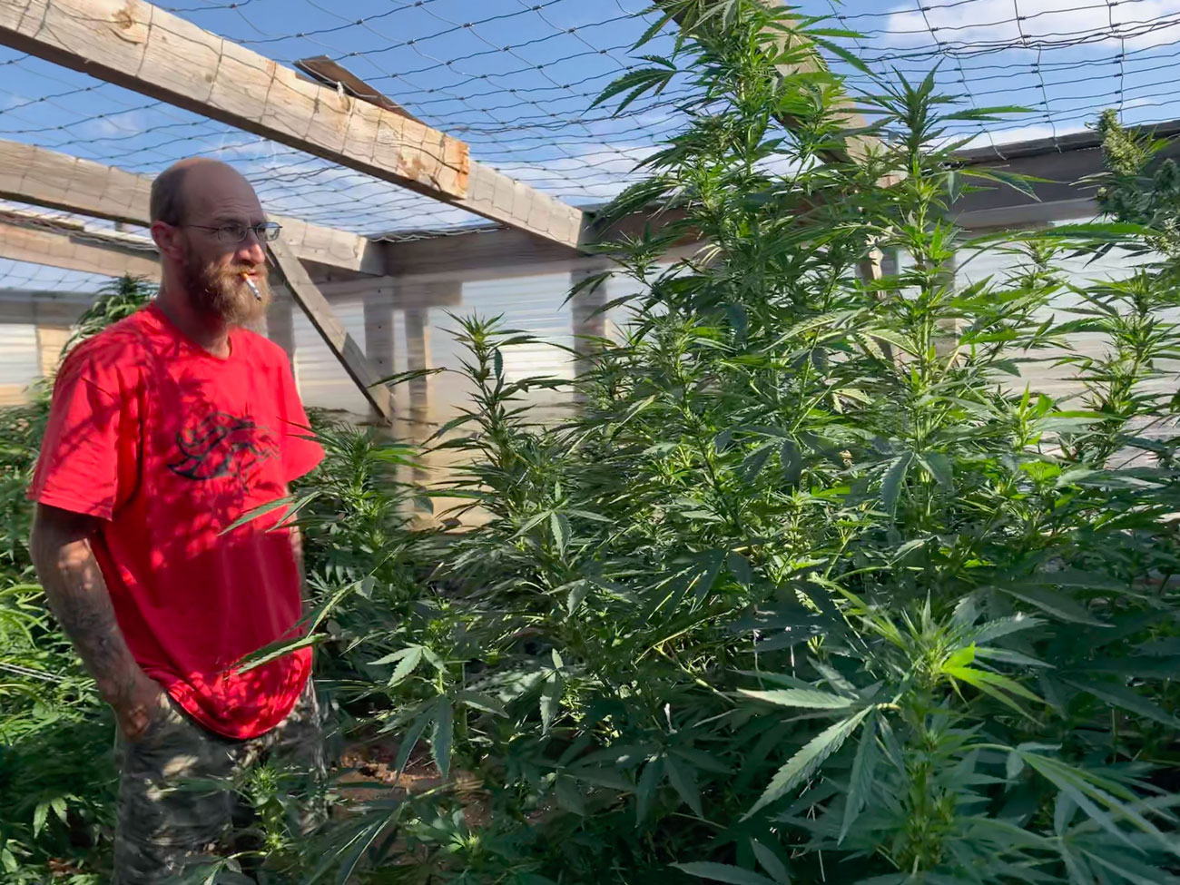 man looking at marijuana plants