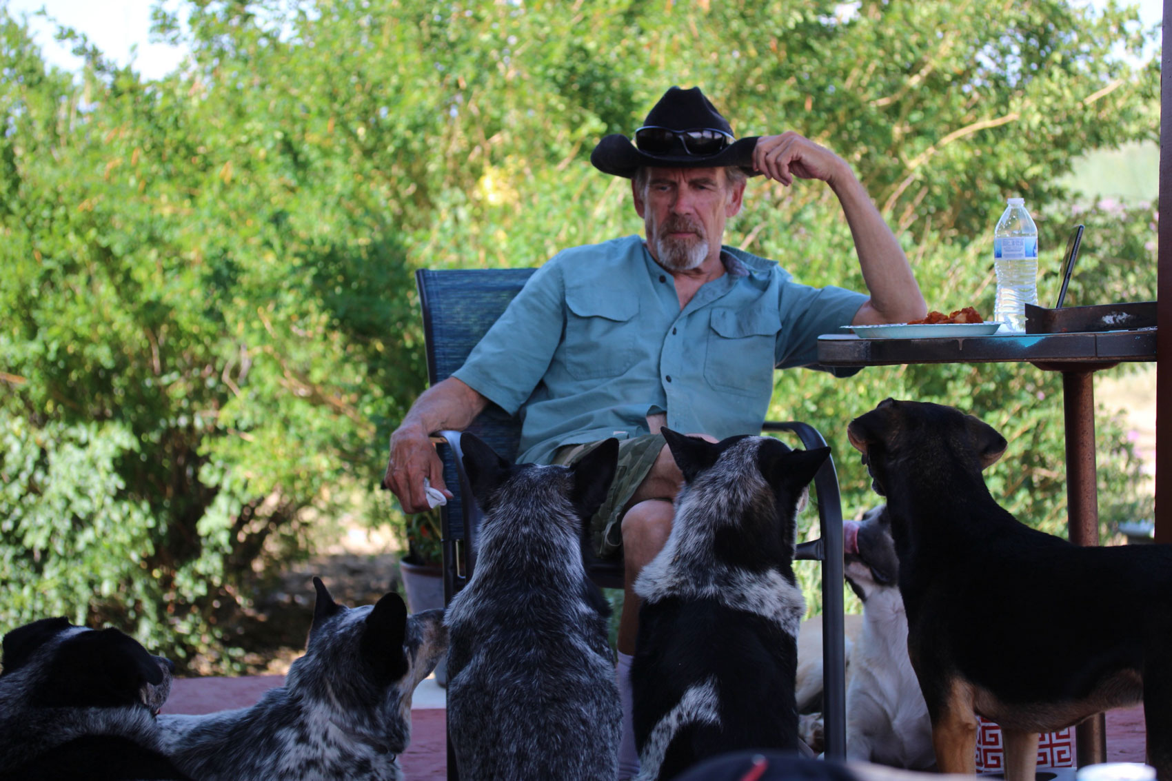 man with 6 dogs